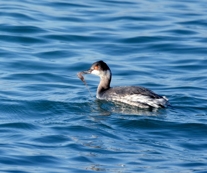 Svasso piccolo pescatore